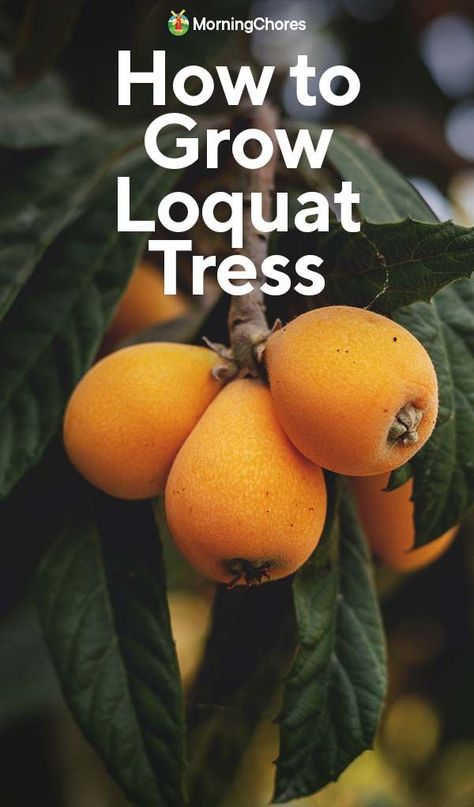 More people should be growing loquats. They're fantastic! Easy to grow, beautiful, and they produce delicious fruits. Here's how. Japanese Plum Tree, Desert Landscaping Ideas, Benefits Of Vegetables, Loquat Tree, Full Garden, Seed Raising, Fruit Growing, Decorative Trees, Japanese Plum