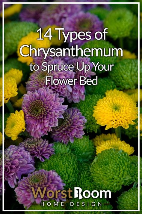 types of chrysanthemum Chrysanthemum Garden Ideas, Crysanthemum Tattoo Colored, Mums Flowers Drawing, Chrisanthiums Flower, Flower Types Chart, Chrysanthemum Varieties, Chrysanthemum Flower Garden, Crysantenum Flower, Crysanthemum Flower