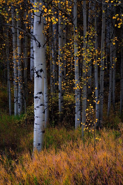 Dotted with tiny aspen leaves and colorful fall grasses, I found this roadside forest on the way back to Aspen, Colorado. Title: Speckled Forest ~ Near Aspen, Colorado DESCRIPTION Please choose your size and style (fine art print, canvas wrap or metal print) from the drop-down menu above at the top right.  Fine Art Print: Fine art print that is my original capture of a moment in time transformed into a photographic art creation. Beautifully finished photo prints with rich, sharp colors that won't fade or yellow.  *Professionally printed on Kodak Endura Professional Paper with a satiny finish *Printed with archival inks that create vivid colors that resist fading *Print does not include mat or frame *Shipped directly to you from my photo lab, most prints ship within 3-5 days Canvas Wrap: I' Colorado Aspens Fall, Aspen Trees Photography, Aspen Trees Painting, Aspen Forest, Aspen Leaves, Aspen Art, Forest Falls, Birch Tree Art, Aspen Tree