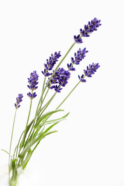 Lavender Plant Photography, Lavender Reference, Lavender Plant Aesthetic, Lavender Plant Drawing, Lavanda Aesthetic, Lavender Images, Lavender Png, Lavender Drawing, Lavender Photography