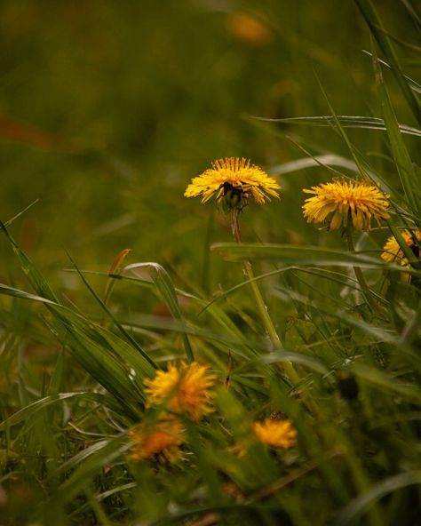 FLOWERRRRR #lundbreckfalls #dandelion #photo #photography #nature #outside #flowers #flower #nature #naturephotography #art Dandelion Photo, Dandelions Aesthetic, Dandelion Aesthetic, Dandelion Painting, Dandelion Flower, Warrior Cats, Dandelion, Nature Photography, Art Reference