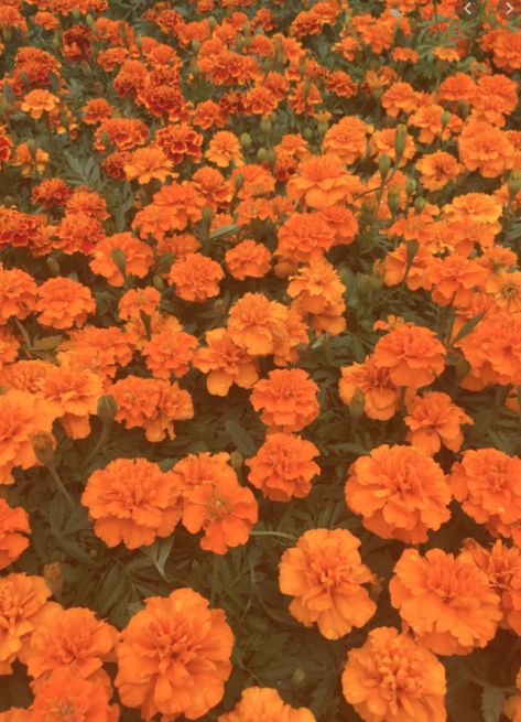 Color Orange Aesthetic, Orange Colour Aesthetic, Orange Aesthetic Cute, Carnation Aesthetic, Orange Carnations, Flowers Carnations, Aesthetic Orange, Purple Wallpaper Iphone, Orange You Glad