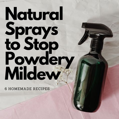 Powdery Mildew Spray, Listerine Mouthwash, Sago Palm, Diy Sprays, Powdery Mildew, Vinegar And Water, Home Vegetable Garden, Neem Oil, Seasonal Garden