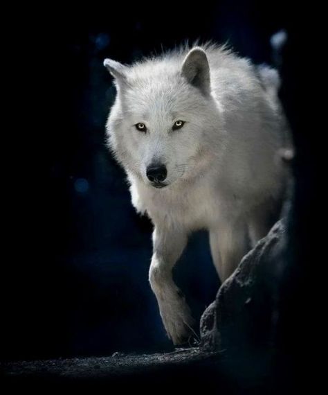 Wolf With Red Eyes, Wolf World, Wolf Life, Wolf Hybrid, Wolf Images, Wolf Photography, Arctic Wolf, Wolf Photos, Wolf Spirit Animal