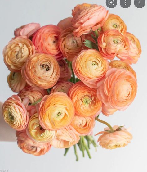 Ranunculus Corsage, 2023 Pixie, Fav Flower, Peach Ranunculus, Flower Moxie, Orange Ranunculus, Ranunculus Bouquet, Ranunculus Flower, Ranunculus Flowers