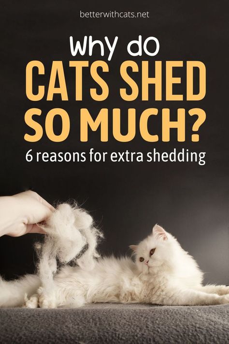 Wondering why cats shed so much? We've researched 6 reasons that explain excess shedding in your furry feline friend! Cat Shedding Solutions, Cat Remedies, Hair Shedding Remedies, Obese Cat, Big Sheds, Pregnant Cat, Cat Parents, Dead Hair, Older Cats