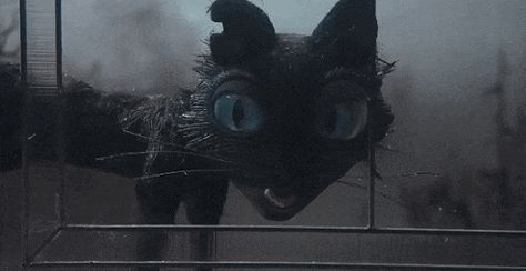 Tap the image to animate the gif. Coraline Cat, Coraline Jones, Pumpkin Leaves, How To Stay Awake, Halloween Town, Coraline, Stop Motion, Halloween Wreath, Black Cat