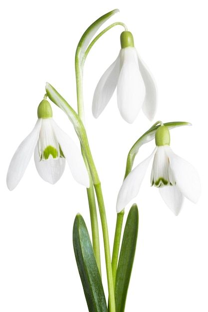 Snowdrops Flower, Snow Drops Flowers, Snow Tattoo, Snow Drops, Decorated Envelopes, Floral Photography, Winter Flowers, Birth Month Flowers, Botanical Drawings