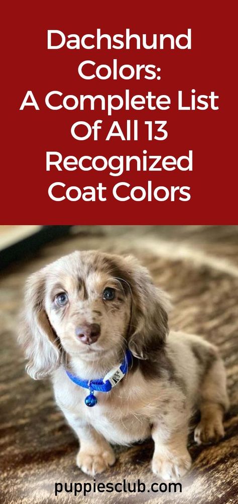 Dachshund-Colors Long Haired Dachshund Colors, Miniature Dash Hound, Dachshund Colors Chart, Long Hair Dachshund Puppy, Dashaund Puppies, Miniature Dachshunds Long Haired, Blue And Tan Dachshund, Dapple Miniature Dachshund, Winnie Dogs Dachshund