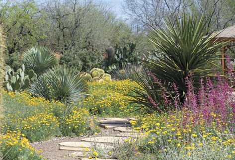 Ask the Experts: What Would Your Dream Backyard Look Like? - Phoenix Home & Garden Phoenix Front Yard Landscaping, Phoenix Backyard Landscaping, Phoenix Landscaping, Phoenix Landscape Backyard, Phoenix Arizona Landscape, Phoenix Home And Garden, Phoenix Homes, Dream Backyard, Open Up