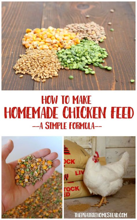 Chicken, Animals, Chicken Feed Recipe, Homemade Chicken Feed, Diy Chicken, Chicken Feed, Food Platters, Kitchen On A Budget