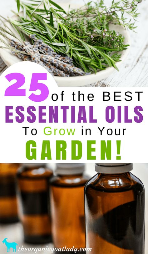 25 of the Best Essential Oils To Grow In Your Garden! Homemade Essential Oils, Essential Oil Plants, Making Essential Oils, Easy Landscaping, Garden Kits, Best Essential Oils, Oil Plant, Growing Herbs, Medicinal Herbs