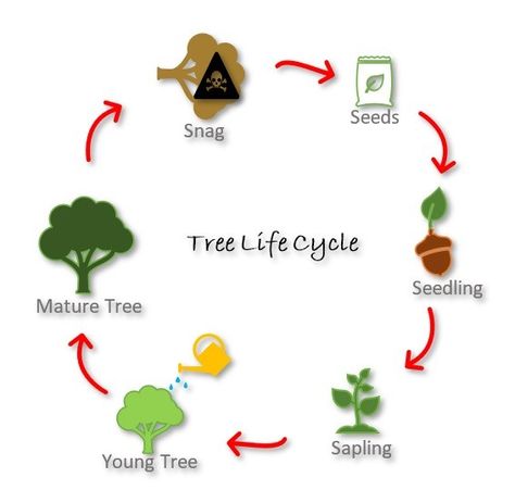 Diagram of the different stages of the tree life cycle. Life Cycle Of A Tree, Tree Life Cycle, Kings Canyon National Park, All Falls Down, Kings Canyon, How To Grow Taller, Interactive Activities, National Park Service, Circle Of Life