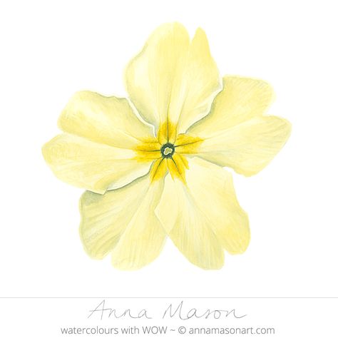 Primrose © 2009 ~ annamasonart.com ~ 23 x 23 cm (9" x 9") Primrose Illustration Flower, How To Draw A Primrose, Primrose Flower Drawing, Primrose Illustration, Primrose Drawing, Primrose Watercolor, Primrose Tattoo, College Drawing, February Flowers