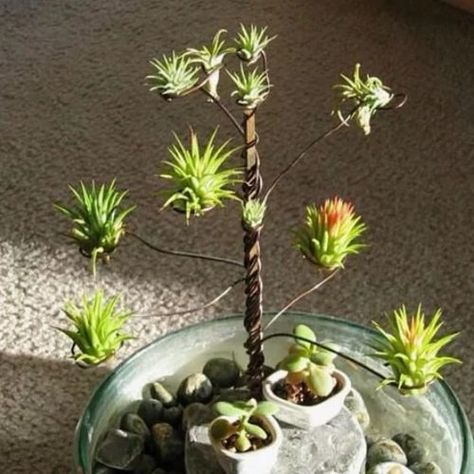 These Air Plant Stands Are So Cute That You Don't Want to Miss the opportunity to include them in your home décor. Air Plants Diy, Air Plant Garden, Plant Display Ideas, Air Plants Decor, Small Urban Garden, Air Plants Care, Air Plant Display, Tillandsia Air Plant, Bedroom Plants