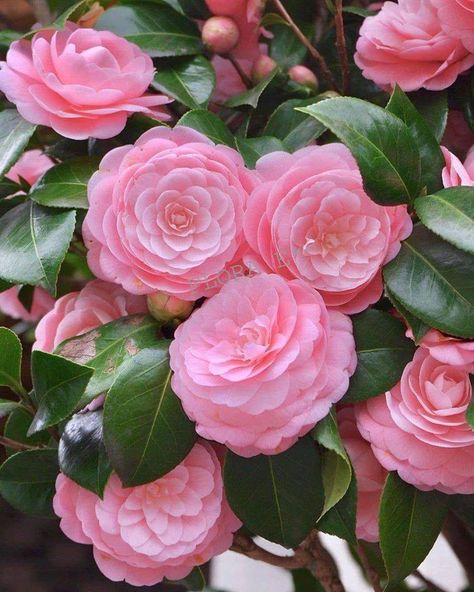 🌸Lovely camellias🌸 — with Andrea Lissa Zuñiga Orig. Camellia Plant, Anne Baba, Camellia Japonica, Cottage Garden Design, Beautiful Pink Flowers, Shabby Flowers, Camellia Flower, Bonsai Garden, Pretty Roses