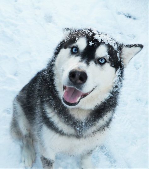 Caine Husky, Cute Husky Puppies, Cute Husky, Husky Lover, Siberian Husky Dog, A Husky, Pretty Dogs, Snow Dogs, Husky Puppy