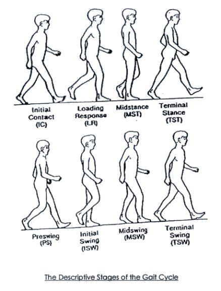 Gait has been divided into eight descriptive stages for the purpose of assessment, this is obviously an artificial division as these are all points within a moving continuum, however it is a useful way of providing reference points for comparisons to be made Fascia Stretching, Cycle Pictures, Gait Cycle, Physical Therapy Assistant, Muscle Anatomy, Myofascial Release, Knee Pain Relief, Pre Med, Clinic Design