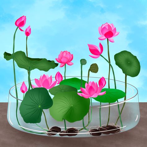 Can I grow Lotus without soil at home? Growing Lotus Indoors, How To Grow Lotus Seeds, Indoor Lotus Plant, How To Grow Lotus Plant At Home, Lotus Plant At Home, Lotus Flower In Water, Growing Lotus, Cosy Homes, Lotus Flower Seeds