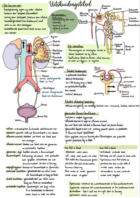 Biology notes on the excretory system. ** Biologie notas van die Uitskeidingstelsel. The Excretory System Notes, Reproductive System Notes Aesthetic, Excretory System Notes, Biology Notes Class 10, Excretory System Diagram, Immune System Notes, The Excretory System, Biology Interactive Notebook, Biology Diagrams