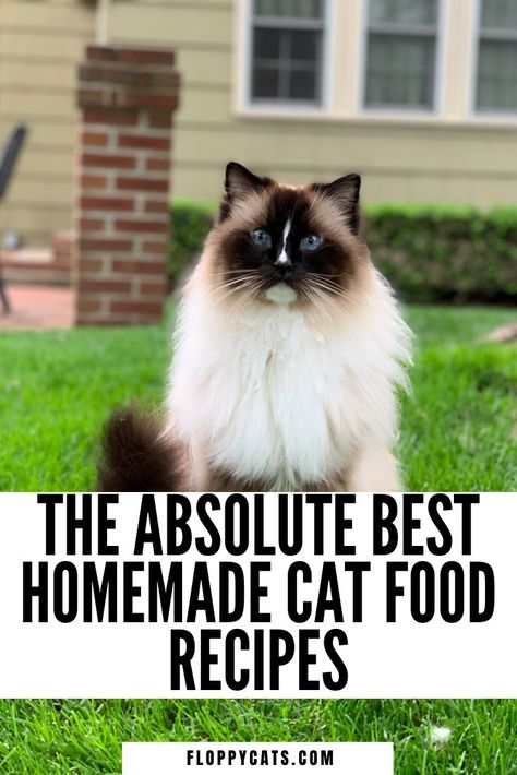 A Ragdoll Cat sitting and the pin title says The Absolute Best Homemade Cat Food Recipes Food Surprise, Homemade Cat Treats Recipes, Organic Cat Food, Diy Cat Treats, Cat Food Recipes, Diy Cat Food, Healthy Cat Food, Raw Cat Food Recipes, Natural Cat Food