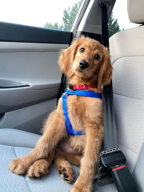 Flat Coat Goldendoodle, Apricot Goldendoodle, Golden Doodles, Mini Goldendoodle, 12 Weeks, Goldendoodle, Golden Retriever, Cute Animals, Doodles