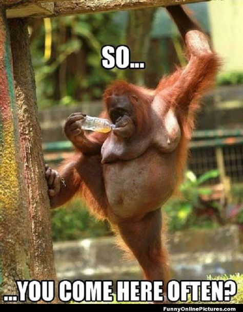 Funny Orangutan posing like he is picking up a girl at a bar Saturday Memes, Humor Animal, Animal Captions, Cesar Millan, E Mc2, Monkeys Funny, Funny Animal Memes, E Card, Funny Animal Pictures