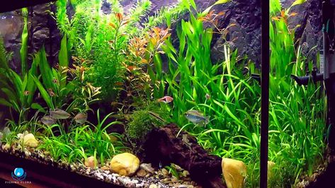 Can Aquarium Grass Grow In Gravel? Aquarium Grass, Aquarium Soil, Aquatic Plant, Fish Care, Rock Decor, Liquid Fertilizer, Beneficial Bacteria, Different Plants, Plant Roots