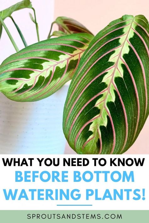 Prayer Plant Care, Bottom Watering, Moving Plants, Houseplant Care, Plant Games, Watering Plants, Buy Plants Online, Self Watering Pots, Plant Hacks