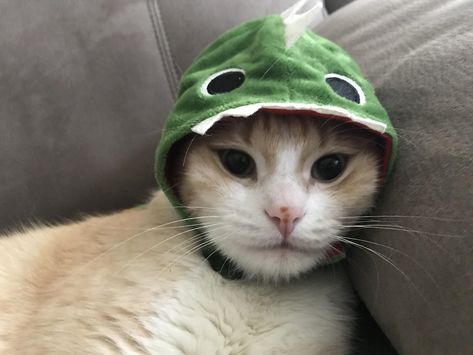 Bought him a dinosaur hat a few weeks ago. Here he is wearing it. Cat In A Dino Costume, Cute Cats Wearing Hats, Pfp Dinosaur, Dinosaur Pfp, Dino Pfp, Cat Wearing Hat, Cat Dinosaur, Dino Wallpaper, Dino Costume