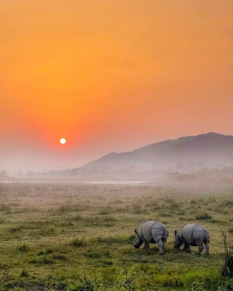 Kaziranga National Park, Peaceful Morning, Watercolor Portrait Painting, Wild Waters, National Parks Photography, Color Drawing Art, Action Photography, Plan Book, Morning Sunrise