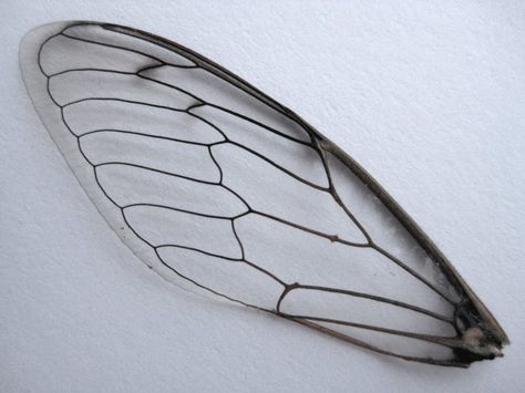 eat-a-bug: Finds from the Seaside Bee Wings, Insect Wings, Wings Drawing, Dragonfly Wings, Dragonfly Art, Insect Art, Wire Sculpture, Fairy Dolls, Steam Punk