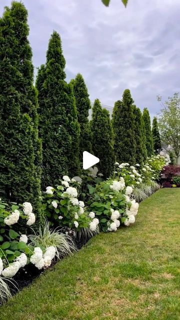 Beautiful Front Yard Landscaping Ideas, Emerald Green Tree Landscaping, Arborvitae Along Fence, Emerald Arborvitae Landscaping, Backyard Landscaping With A Pool, Hydrangea And Evergreen Landscaping, Arbor Vitae Landscape, Arbivortae Landscaping, Emerald Green Arborvitae Landscaping