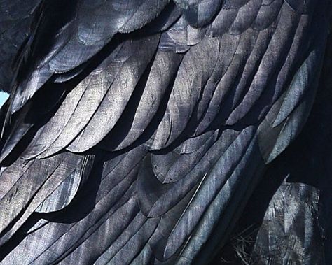 Siren Bird, Moodboard Elements, Oc Writing, Texture Examples, Feather Aesthetic, Quotes Prompts, Feathers Photography, Crow Feathers, Eileen The Crow