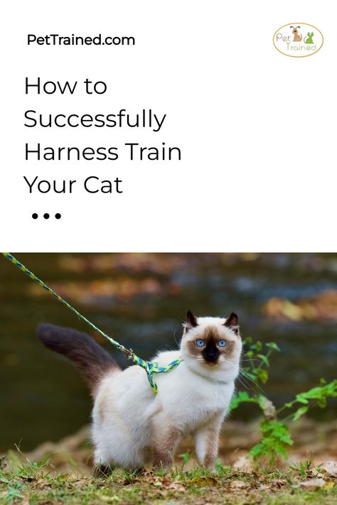 A fluffy cat with striking blue eyes stands on grass, wearing a colorful harness and leash. The background shows a blurred natural setting with water. Text on the image reads, "How to Successfully Harness Train Your Cat. Training A Cat, Train A Cat, Kitten Harness, Outdoor Exploration, Cat Proofing, Cat Odor, Quiet Area, Positive Behavior, Cat Behavior