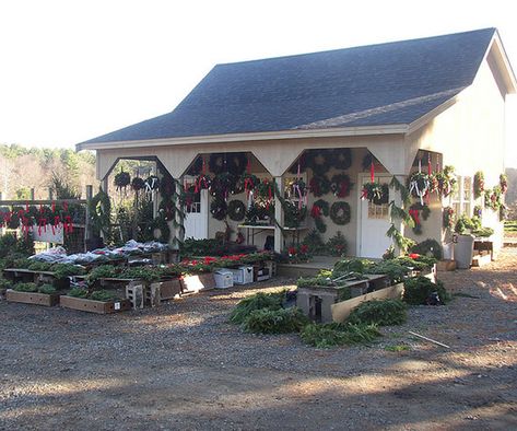 Home - Greenwood Tree Farm Christmas Tree Farm Activities, Christmas Tree Farm Ideas, Christmas Tree Guide, Cranberry Farm, Christmas Tree Farms, Prefab Barns, Christmas Tree Store, Christmas Tree Lots, Farm Christmas