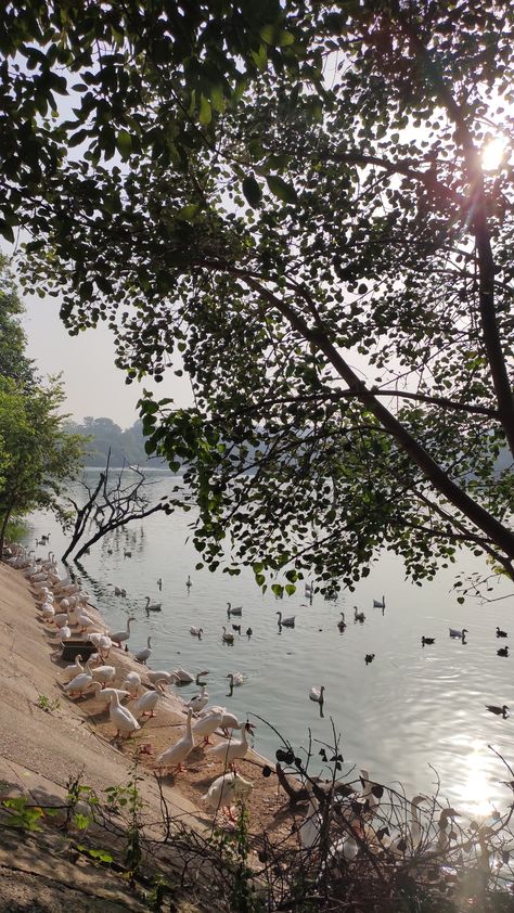 Delhi Morning, Hauz Khas, Desi Vibes, Lake Pictures, Desi, Lake, Quotes, Quick Saves