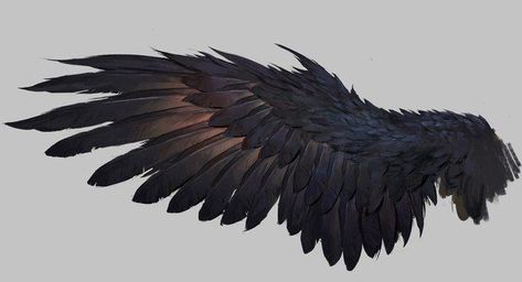 Wing Reference, Raven Wings, Wings Drawing, Creation Art, Wings Art, Bird Wings, Crows Ravens, Desenho Tattoo, Wings Tattoo