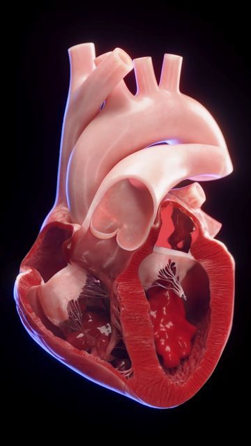 Heart Pumping Blood, Heart Blood Flow, Anatomy Of The Knee, Human Heart Anatomy, Basic Anatomy And Physiology, Medical Videos, Heart Anatomy, Human Body Anatomy, Heart Pump