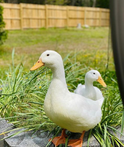 White Layer Ducks for Sale Online, Buy White Layer Ducks Online, Order White Layer Ducks Online, Duckling Hatchery | Goose, Duck, Chicken, Game Bird Hatchery | Metzer Farms, California Pecking Duck, White Egg, White Ducks, Ducks, For Sale, White