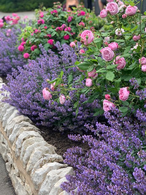 flowers Rose Front Garden, Roses And Hydrangeas Garden, Lavender Flower Bed Ideas, Lavender And Rose Garden, Rose And Lavender Garden, Roses Landscaping Ideas, Backyard Rose Garden, Rosen Beet, Landscaping With Roses