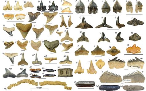 Shark Tooth Identification Chart, Shark Teeth Identification, Shark Tooth Display, Tiny Baby Animals, Picture Journal, Shell Tray, Sharks Tooth, Seashell Display, Types Of Sharks