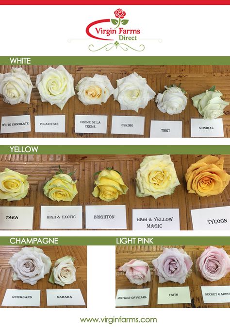 Rose Variety Comparison Chart: White, Yellow, Champagne, and Light Pink. | Virgin Farms - First Class Flowers by the Bunch Types Of Roses Chart, White Rose Varieties, Yellow Champagne, Floral Designs Arrangements, Flower Chart, Flower Types, Flower Identification, White Rose Flower, Rose Varieties