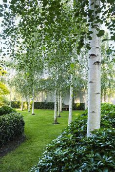 “I read that Edna Walling tossed a bucket of potatoes out across the lawn to get a random planting pattern, so we did that here,” Jenny says of her birch lawn. “We tossed the potatoes and planted a birch where each potato landed. It worked well.”: [object Object] Birch Trees Garden, Farm Pond, Betula Pendula, White Birch Trees, Country Garden Decor, Birch Trees, White Birch, Front Yard Garden, Landscaping Design