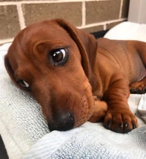 (1) Dachshund Heaven USA (@dachshund_heave) / Twitter Baby Dachshund, Dachshund Funny, Dachshund Puppy Miniature, Weenie Dogs, Dachshund Lovers, Dachshund Puppies, Staffordshire Bull Terrier, Dachshund Puppy, Dachshund Love