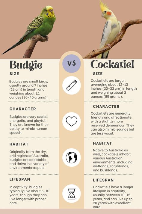 Budgie vs Cockatiel: Comparing Two Feathered Friends! Find out which bird best matches your lifestyle and personality. #PetBirds #Budgies #Cockatiels #BirdLovers Budgie Aesthetic, Cockatiel Aesthetic, Budgie Care, Pet Budgie, Pet Parakeet, Cockatiel Care, Parakeet Care, Parrot Care, Parrot Facts