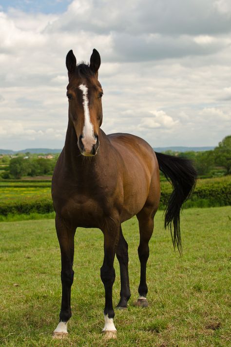 Horses Thoroughbred, State Animals, Pinto Horses, Sea Cow, American Saddlebred, Appaloosa Horses, Thoroughbred Horse, Funny Animal Quotes, Marine Mammals