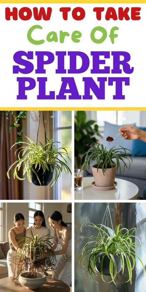 "Spider plant, care tips, indoor plants, houseplant care, plant care, 
gardening tips, plant care guide, houseplant tips, indoor gardening, spider 
plant care, thriving houseplants, plant care advice, green thumb tips, 
indoor plant care, houseplant care tips" Indoor Plants Pet Friendly, Garden Ideas Homemade, Spider Plant Care, Plant Care Guide, Plants Pet Friendly, Household Plants, Plant Pests, Spider Plant, Plant Problems