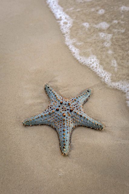 Starfish Aesthetic, Starfish Pictures, Starfish Species, Sea Starfish, Venice Florida, Sea Stars, Stella Marina, Florida Hotels, Star Fish