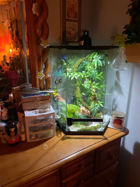 slowly adding more into his cage 🐸 Scandinavian Japanese Interior Design, Frog Tank Ideas, Frog Setup, Reptile Setup, Scandinavian Japanese Interior, Frog Enclosure, Tree Frog Terrarium, Frog Habitat, Frog Terrarium